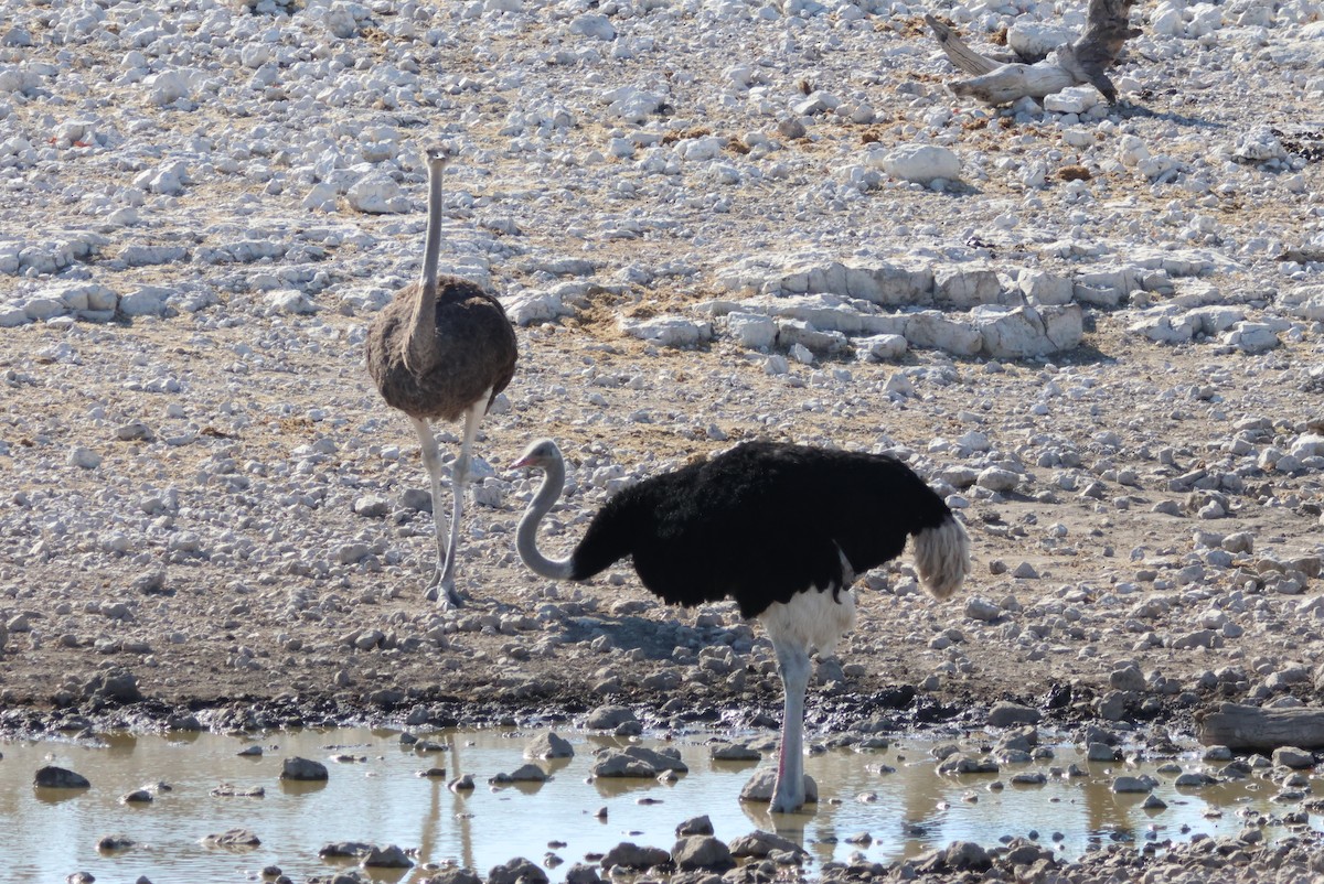 Common Ostrich - ML622297016