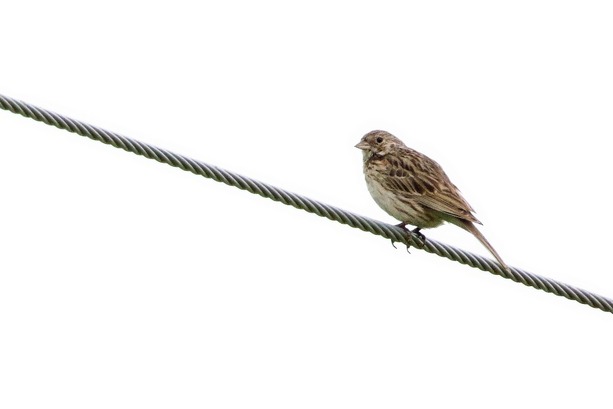 Vesper Sparrow - ML622297019