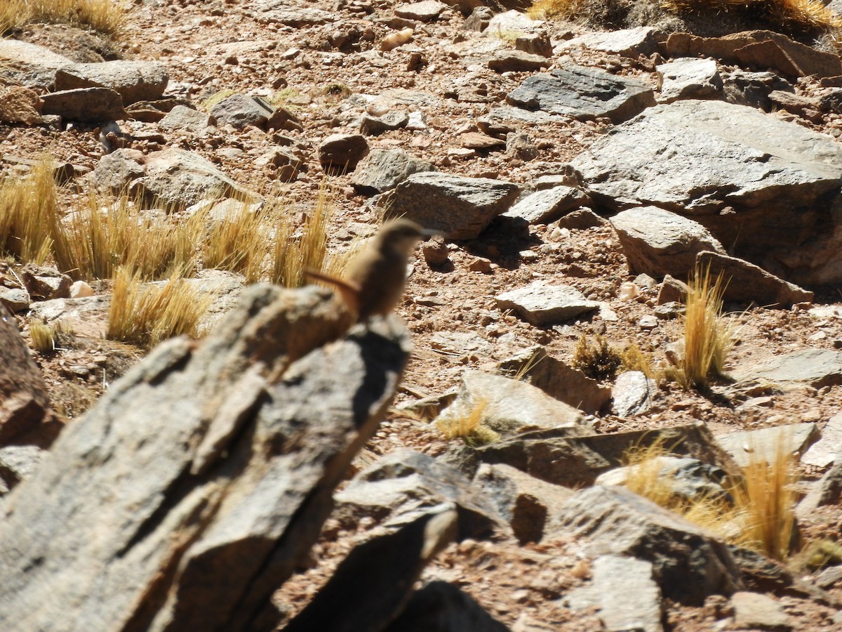 Straight-billed Earthcreeper - ML622297025