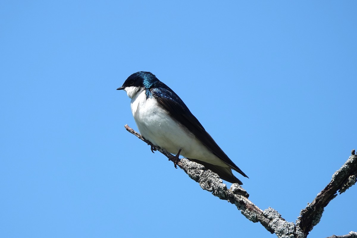 Tree Swallow - Judy Dunn