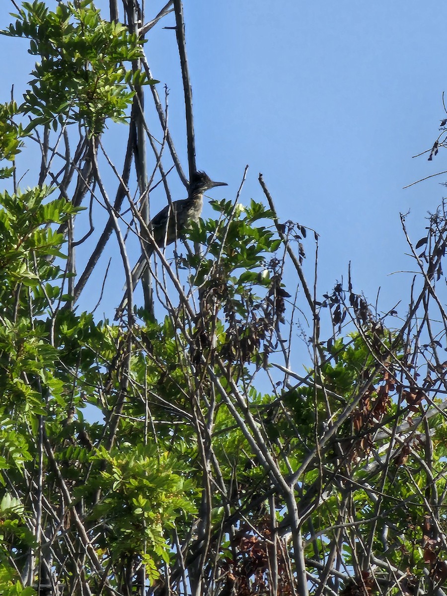 Greater Roadrunner - ML622297105