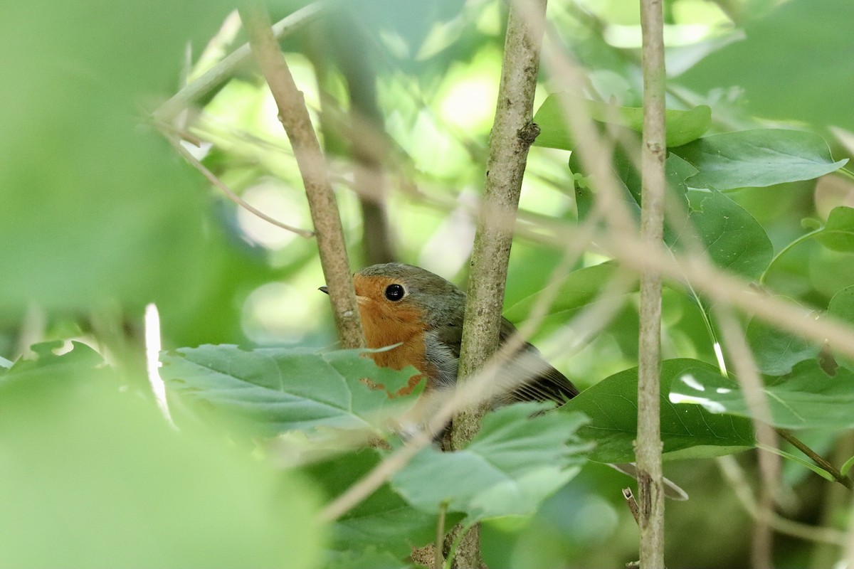 European Robin - ML622297163