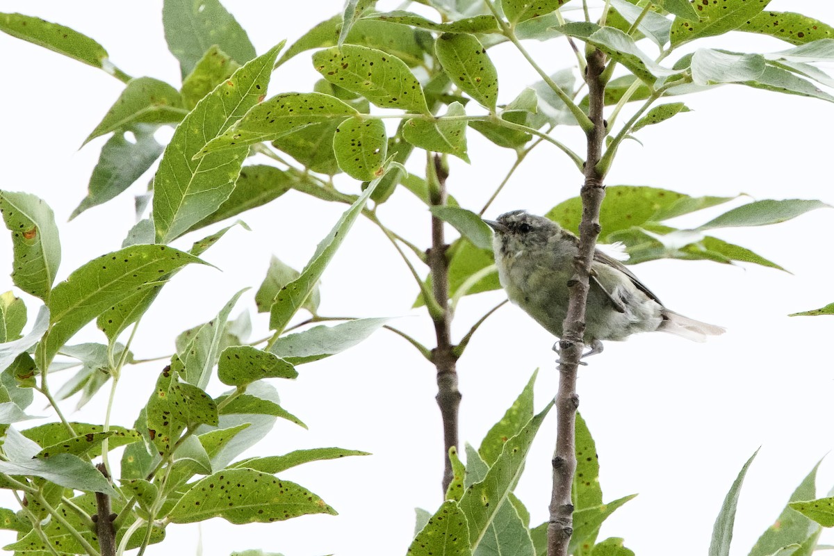 Tennessee Warbler - ML622297194