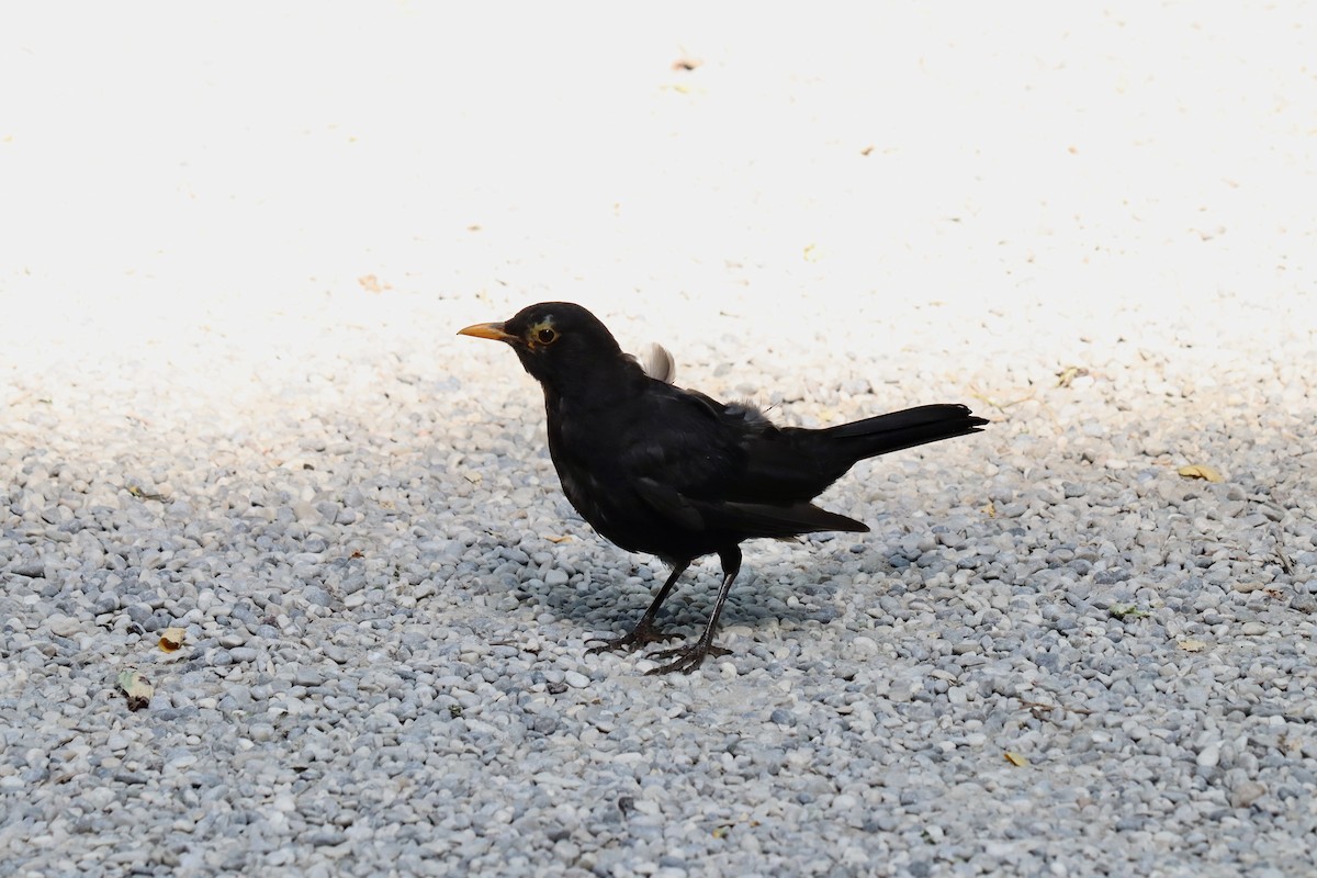 Eurasian Blackbird - ML622297195