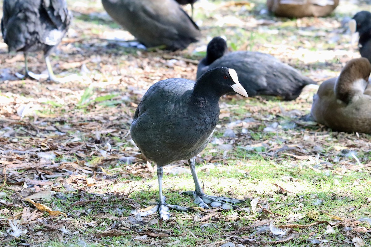 Eurasian Coot - ML622297239