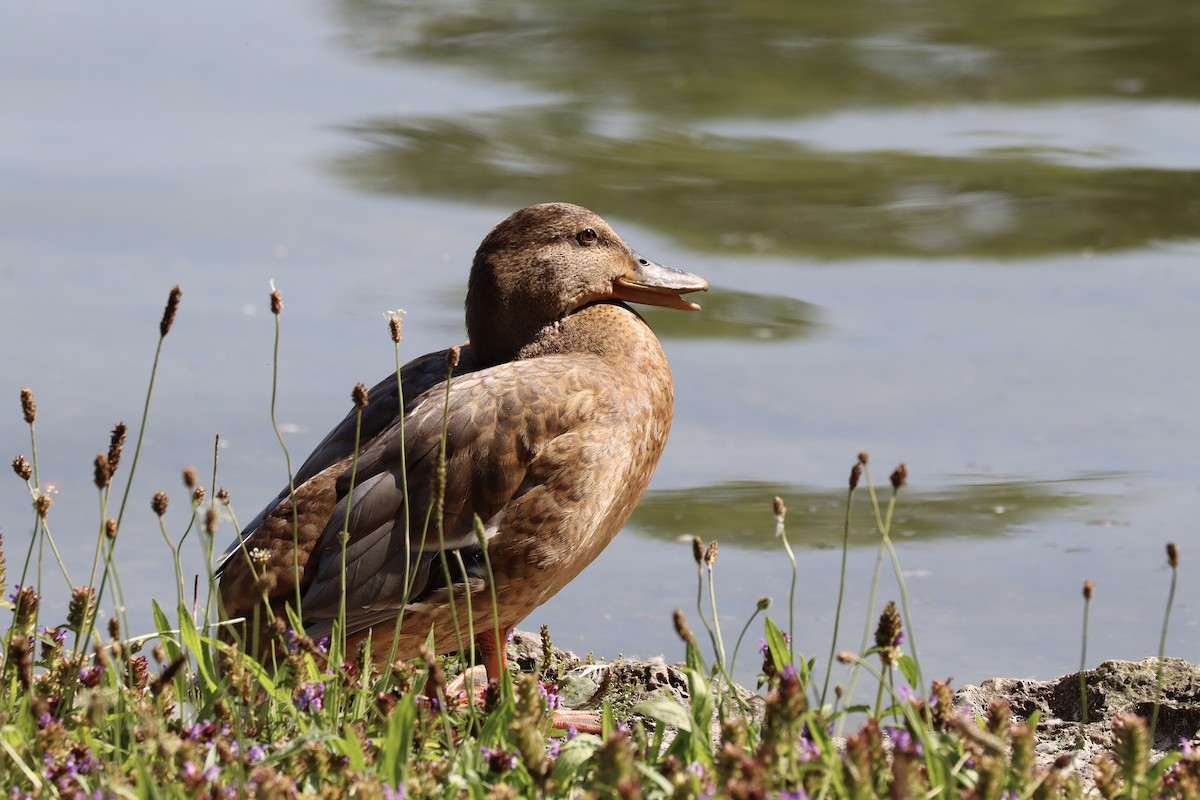 Tufted Duck - ML622297318