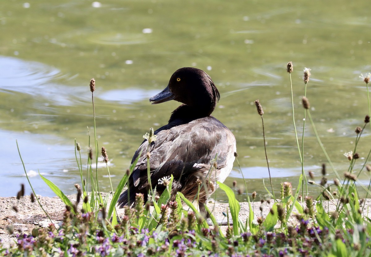 鳳頭潛鴨 - ML622297319