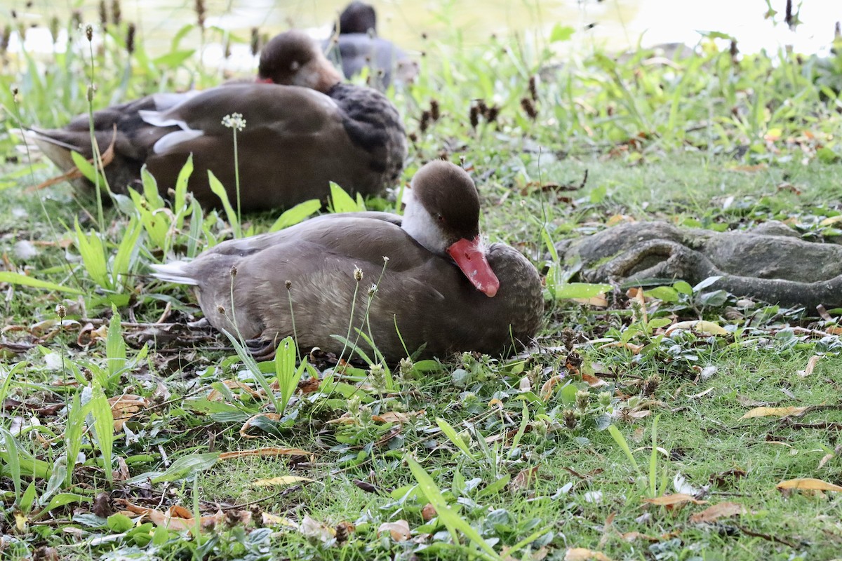 Red-crested Pochard - ML622297347