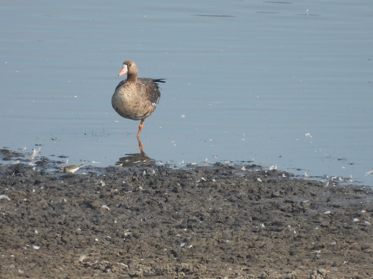 Greater White-fronted Goose - ML622297348