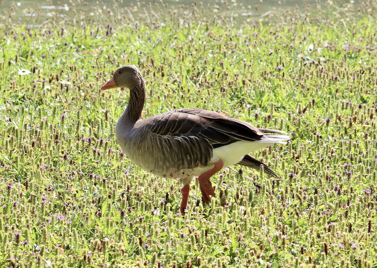 Graylag Goose (European) - Amanda Damin