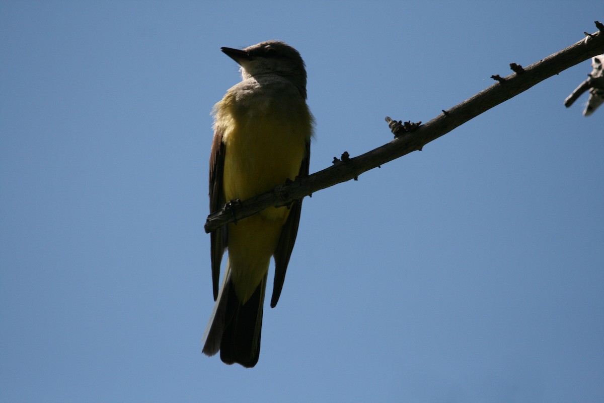 Western Kingbird - ML622297407