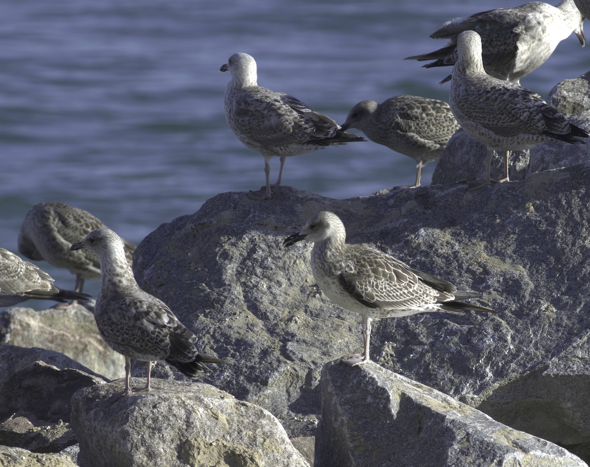 Caspian Gull - ML622297418