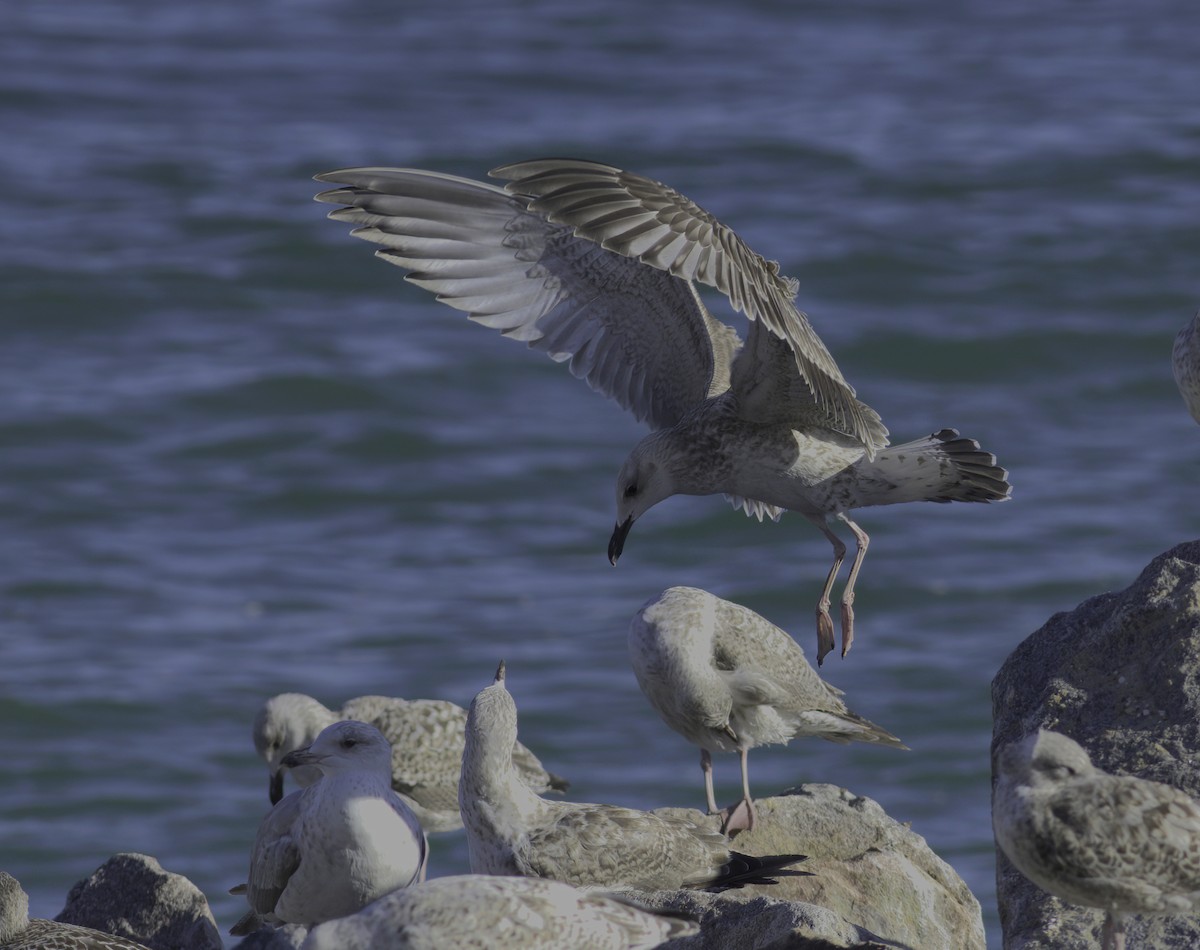 Caspian Gull - ML622297425