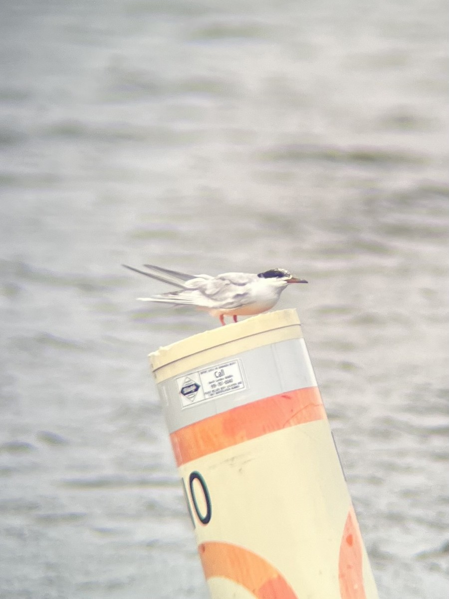 Forster's Tern - ML622297441