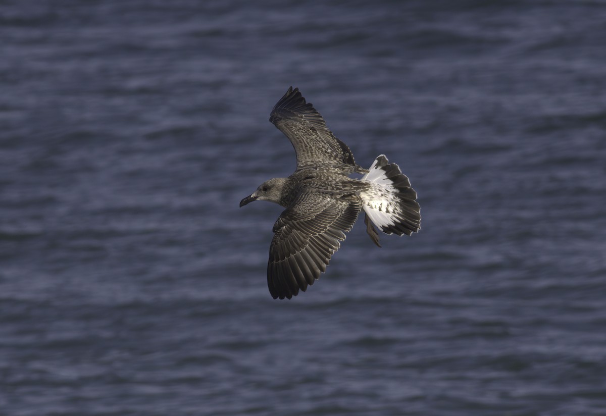 Yellow-legged Gull (michahellis) - ML622297446