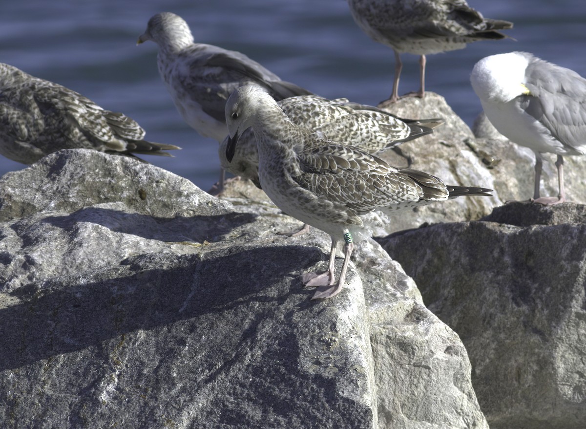 Caspian Gull - ML622297457