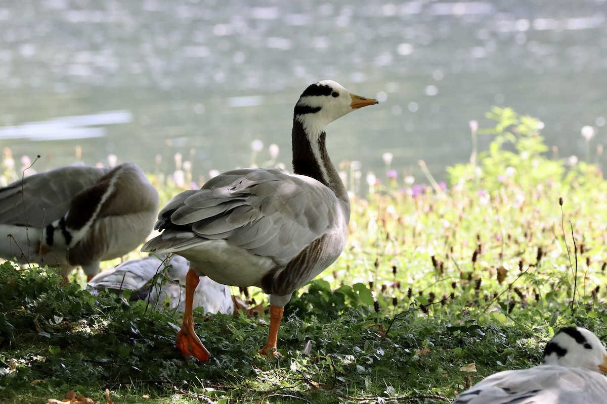 Bar-headed Goose - ML622297460