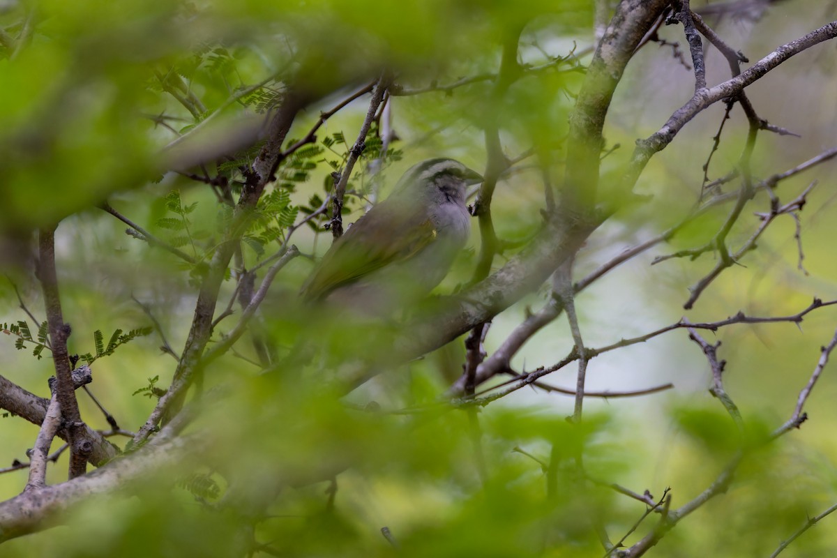 Tocuyo Sparrow - ML622297468