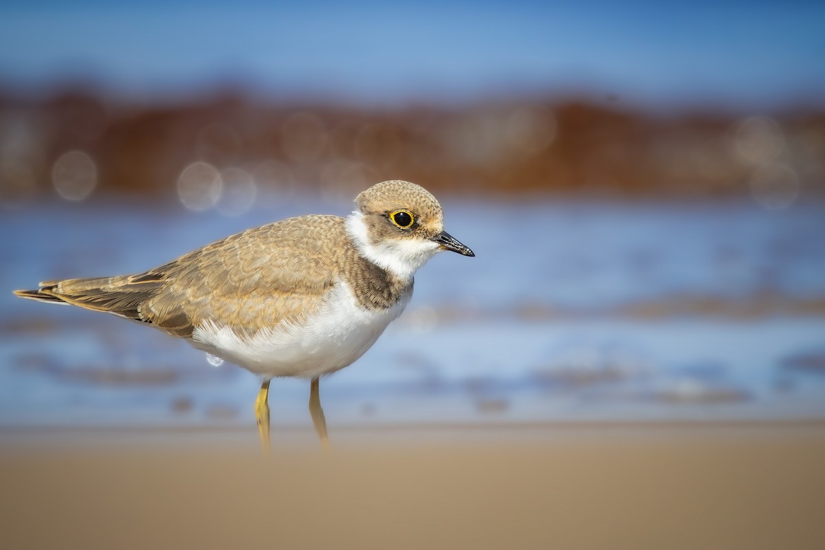 Little Ringed Plover - ML622297471