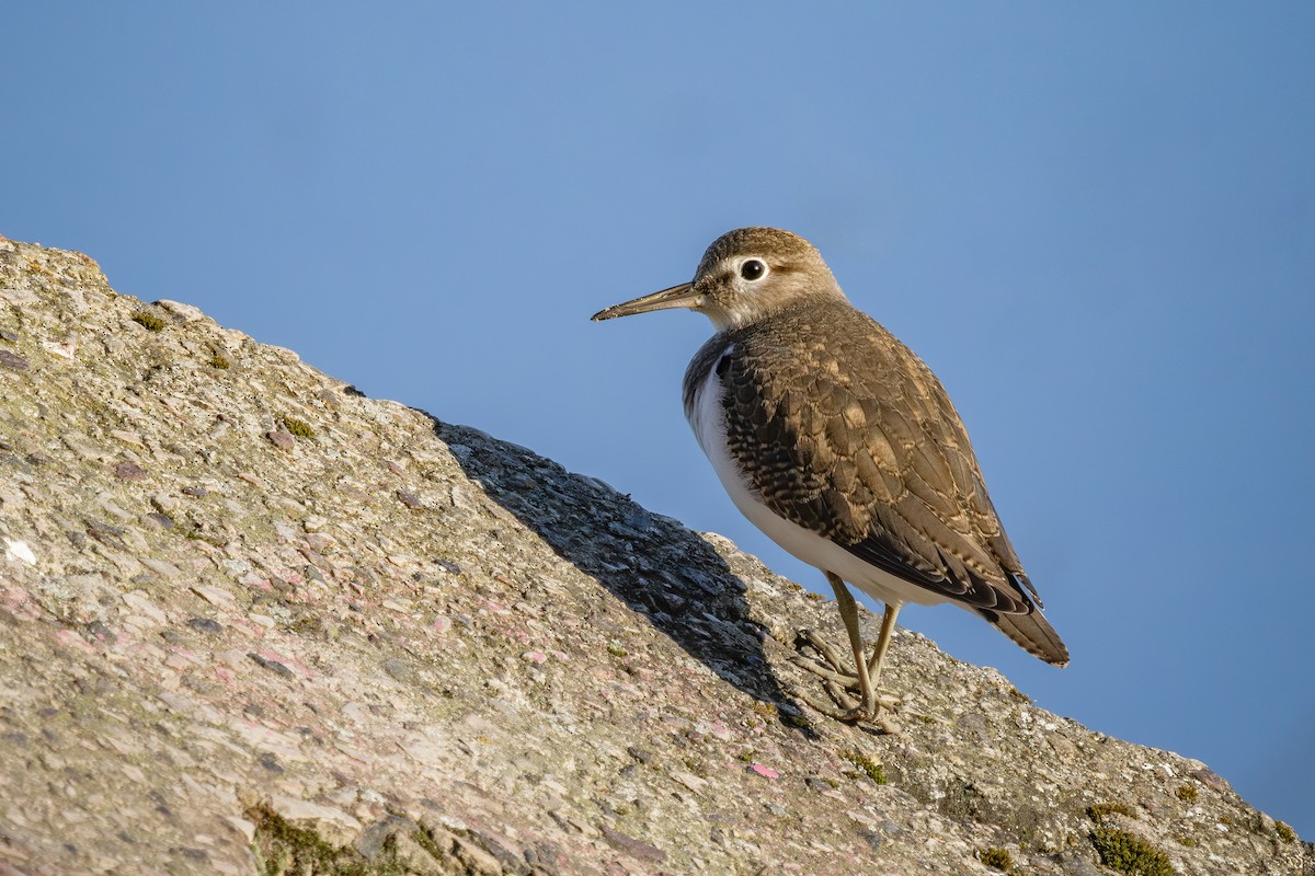 Common Sandpiper - ML622297487