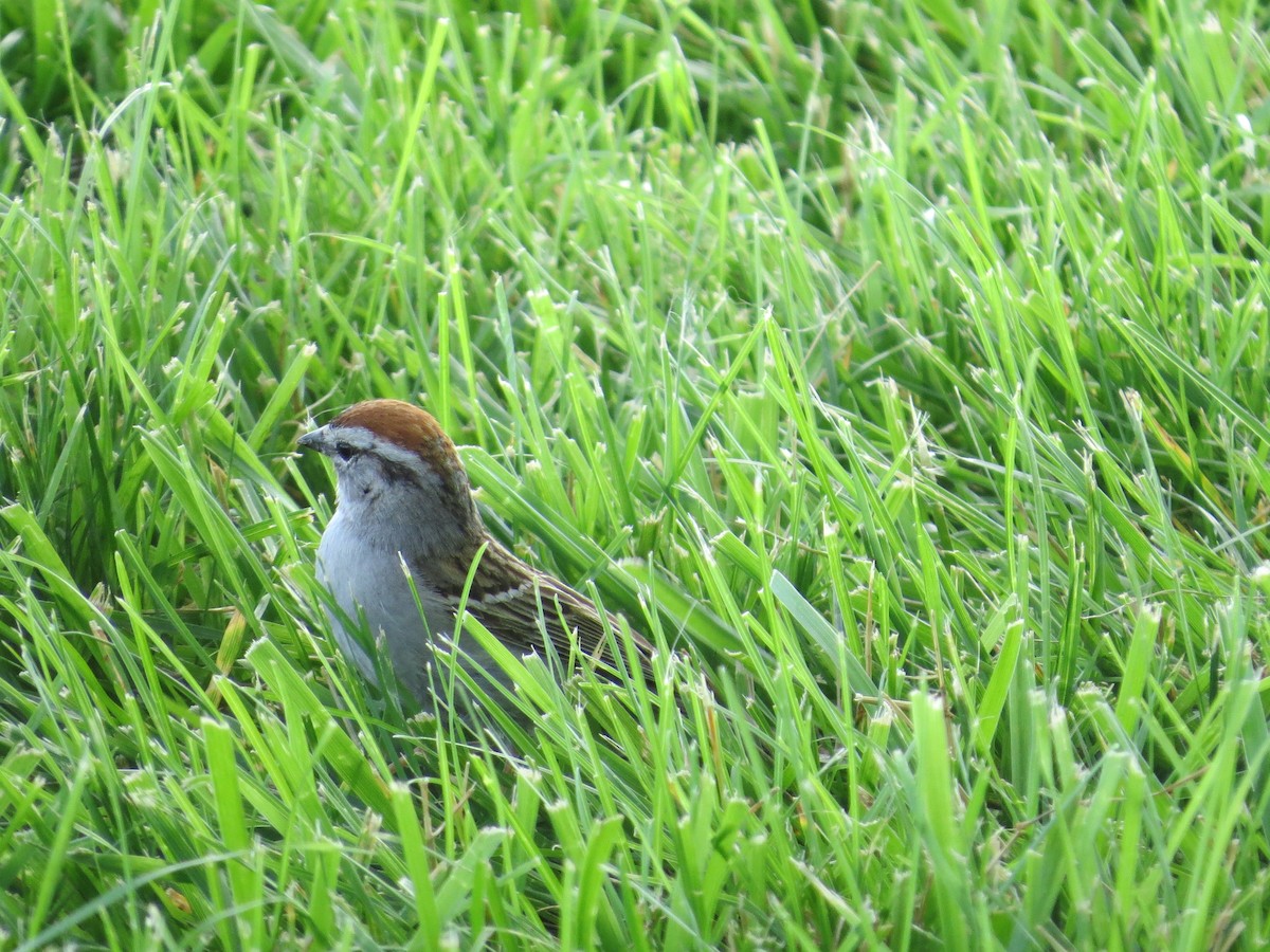 Chipping Sparrow - ML622297500