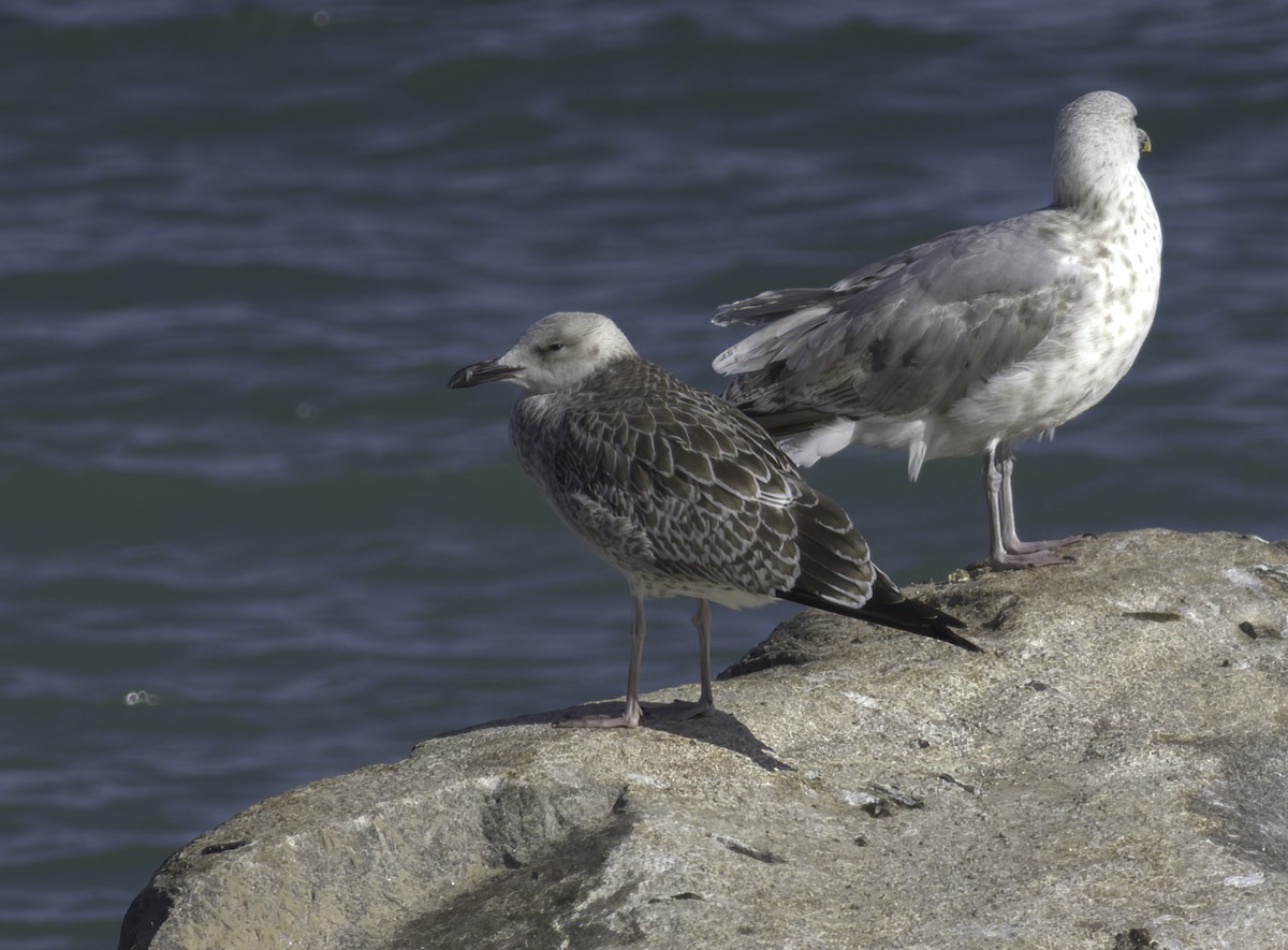 Caspian Gull - ML622297502