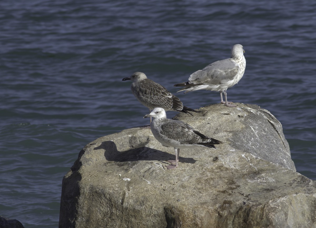 Caspian Gull - ML622297505