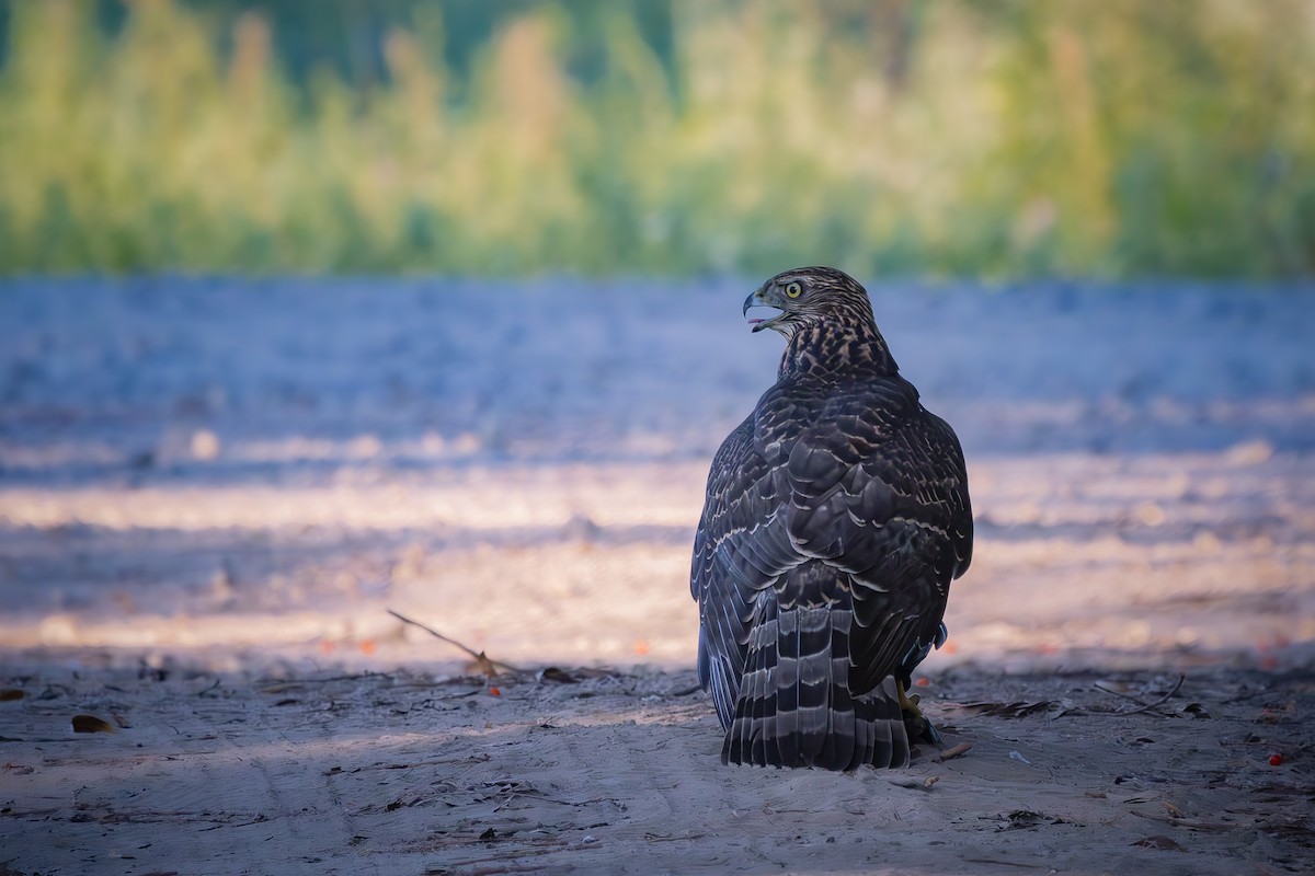 Eurasian Goshawk - Alexey Kurochkin