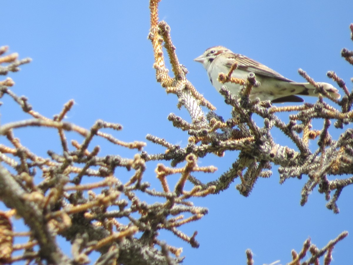 Lark Sparrow - Mike & Angela Stahl