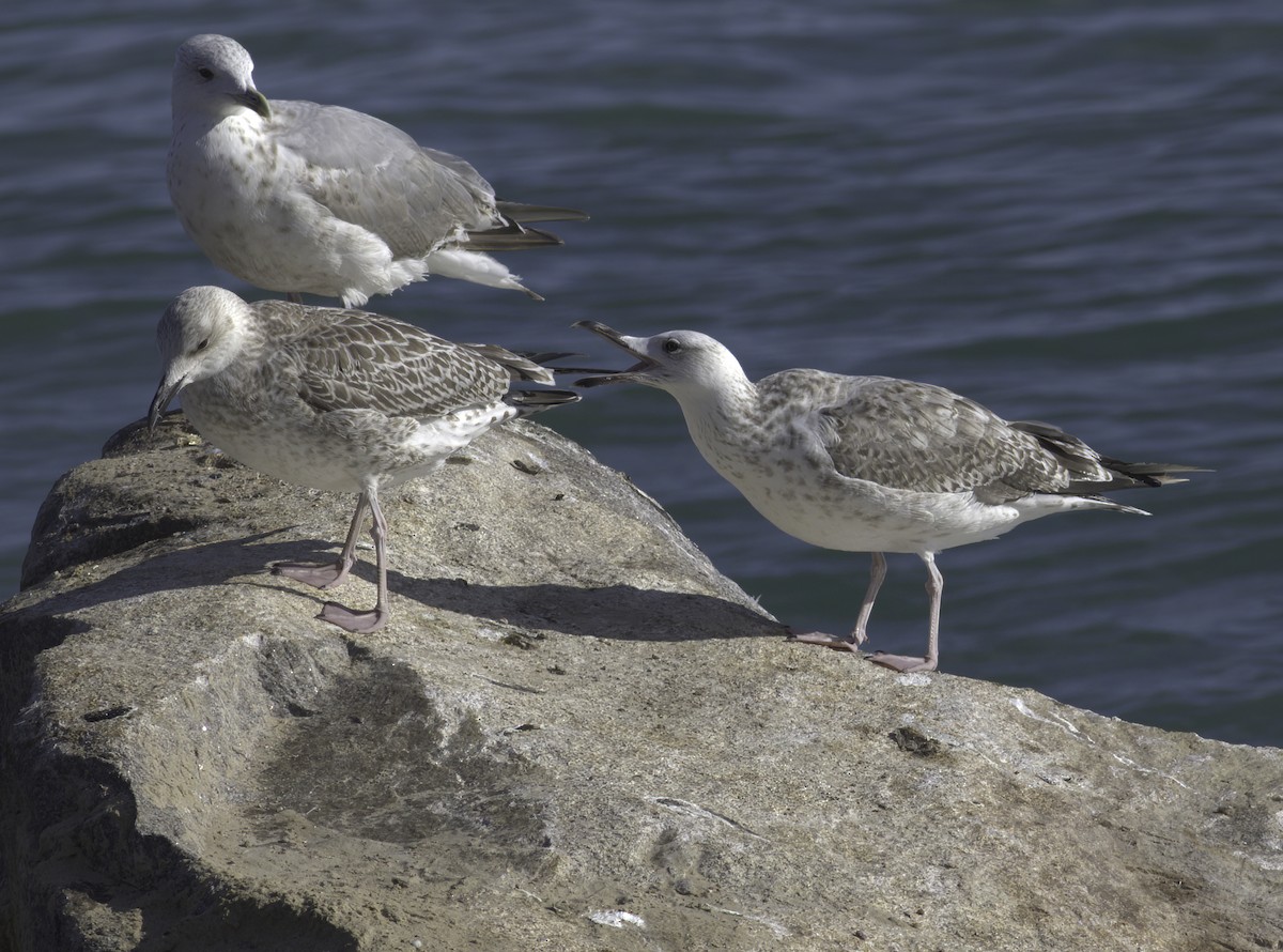 Caspian Gull - ML622297561