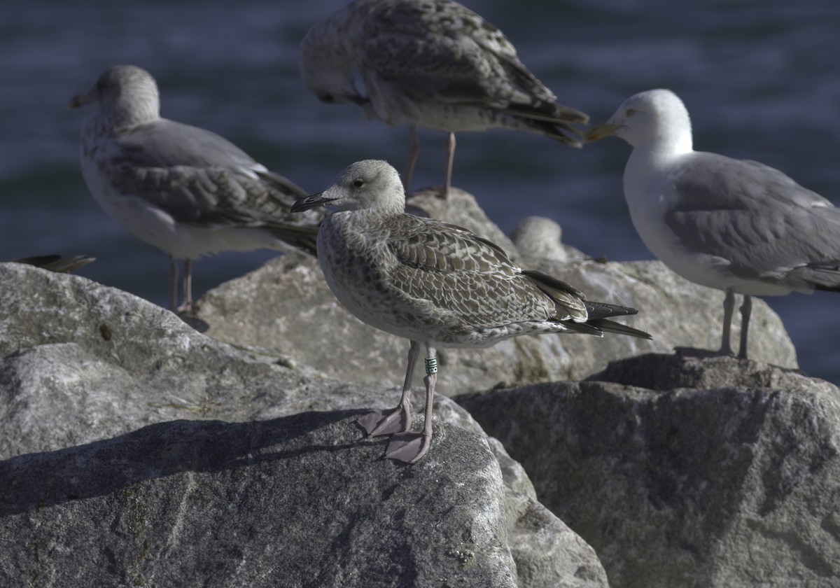 Caspian Gull - ML622297574