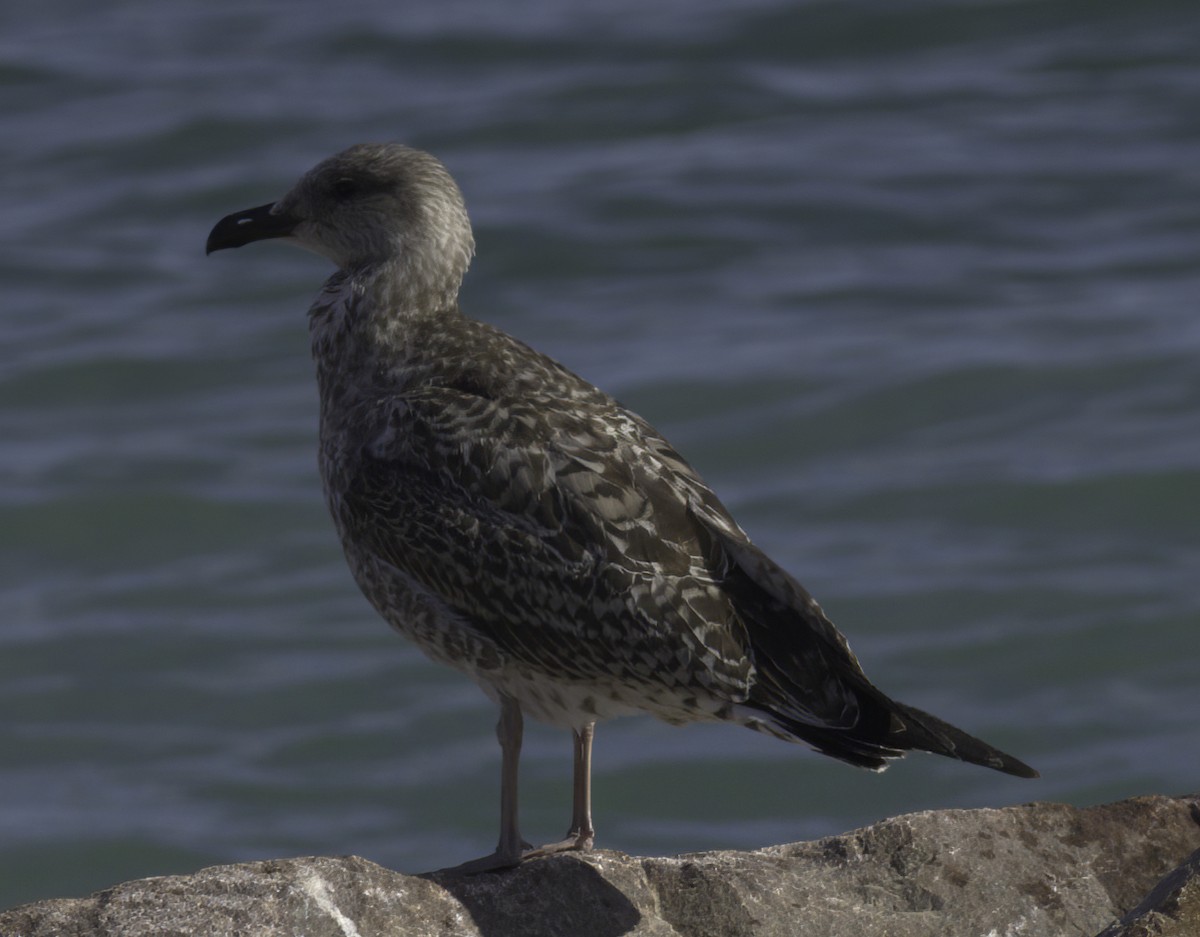 Yellow-legged Gull (michahellis) - ML622297580