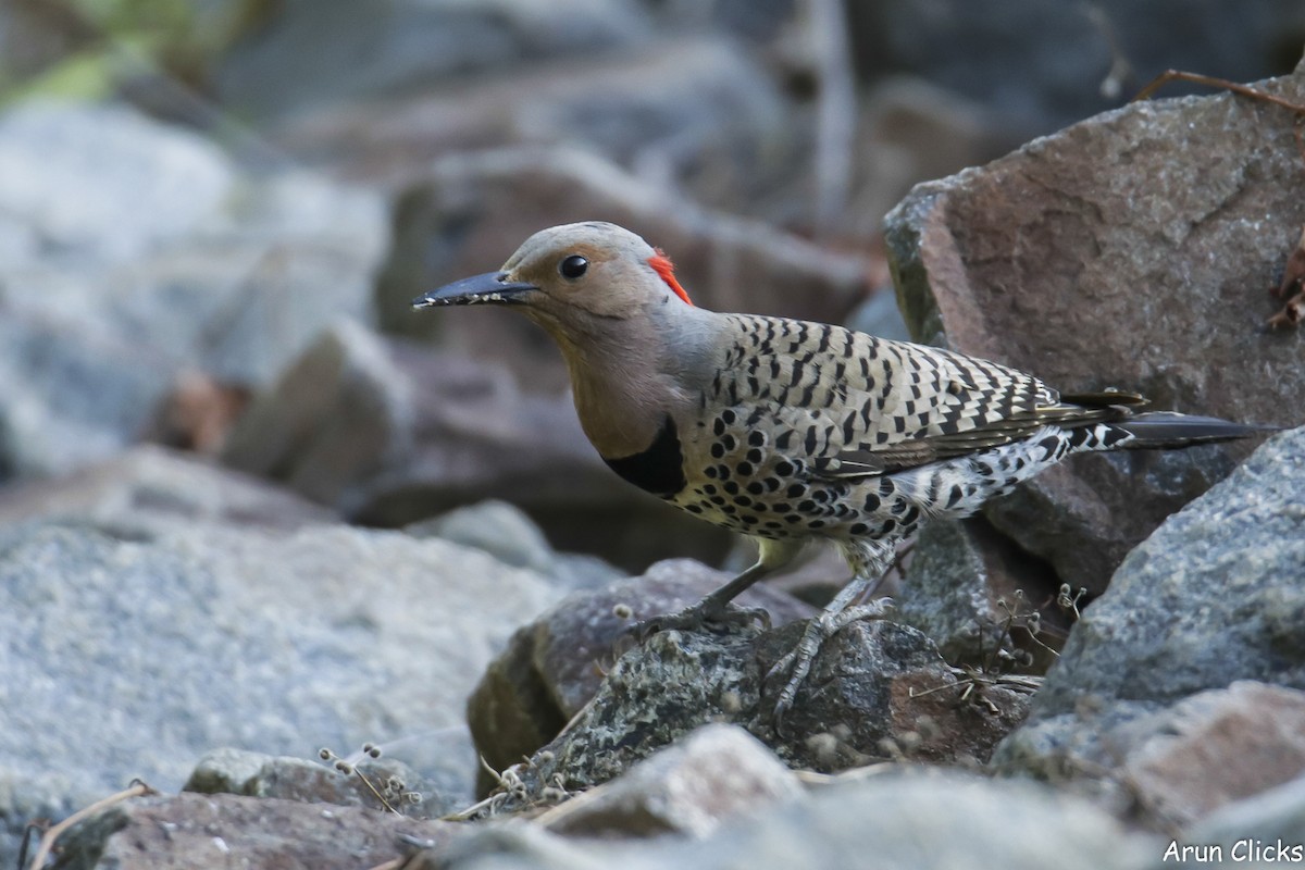 Northern Flicker - ML622297602