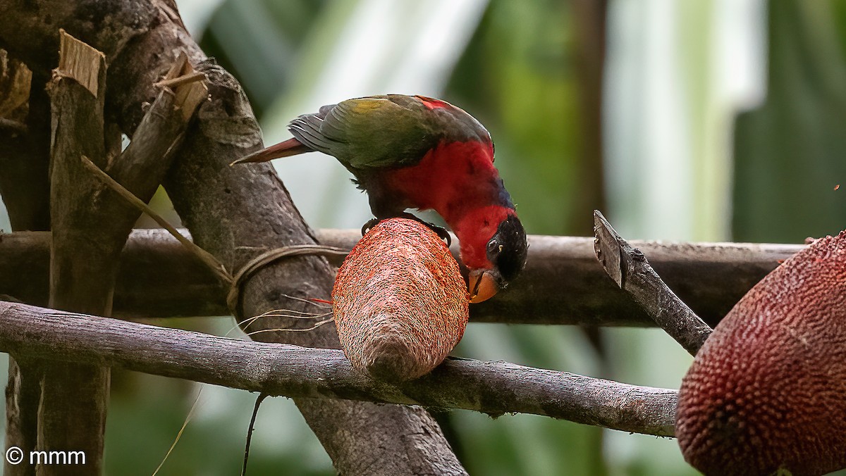 Black-capped Lory - ML622297606