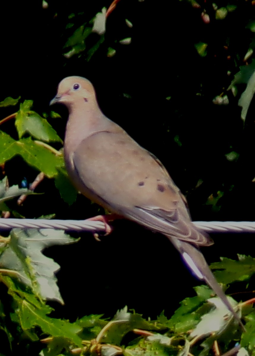 Mourning Dove - ML622297719