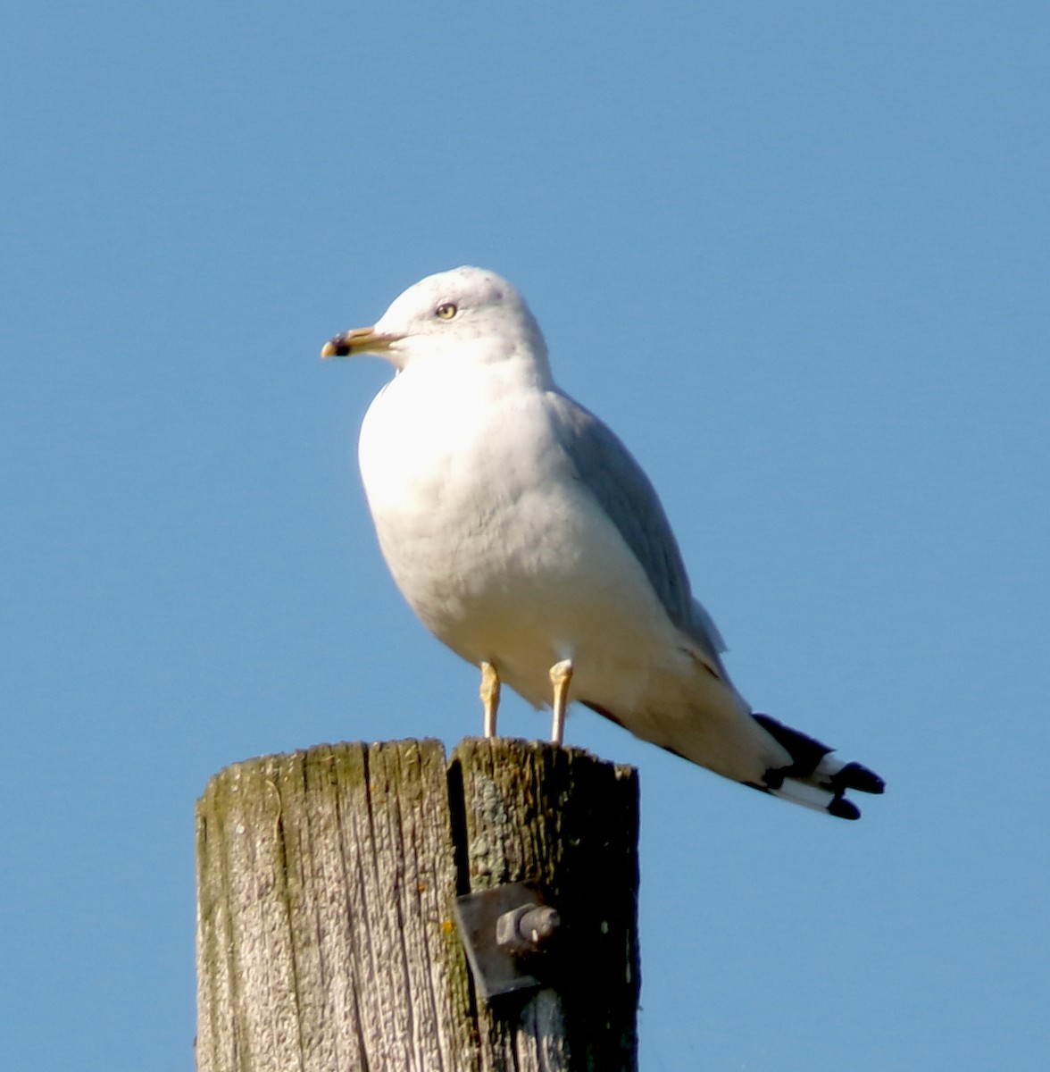 Ring-billed Gull - ML622297729