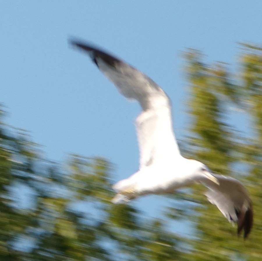 Herring Gull (American) - ML622297735