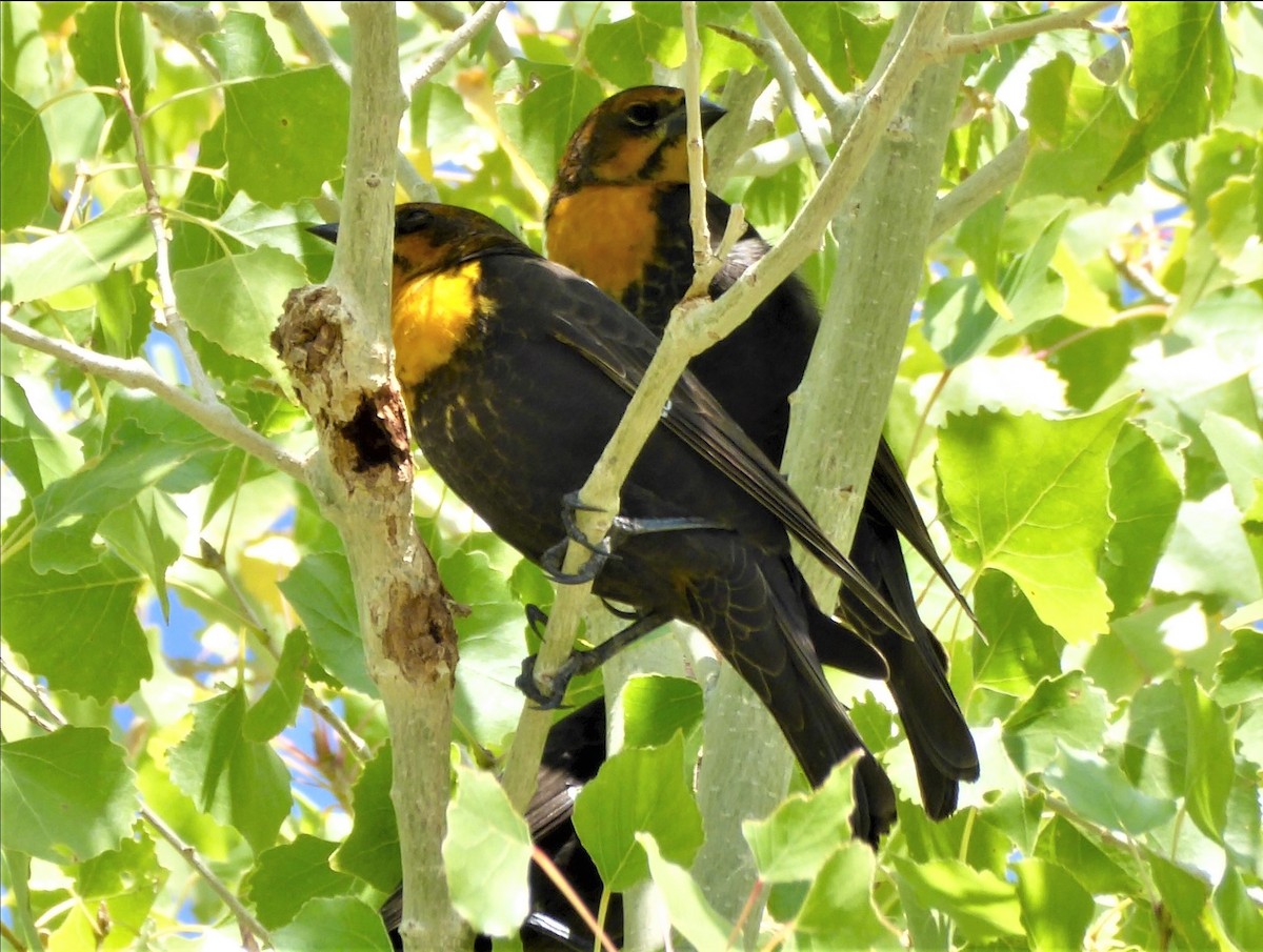 Yellow-headed Blackbird - ML622298016