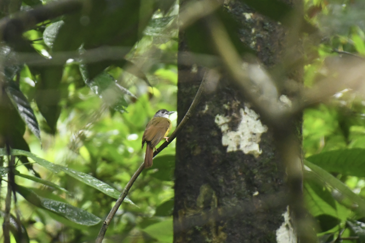 Yellow-bellied Bulbul - ML622298030