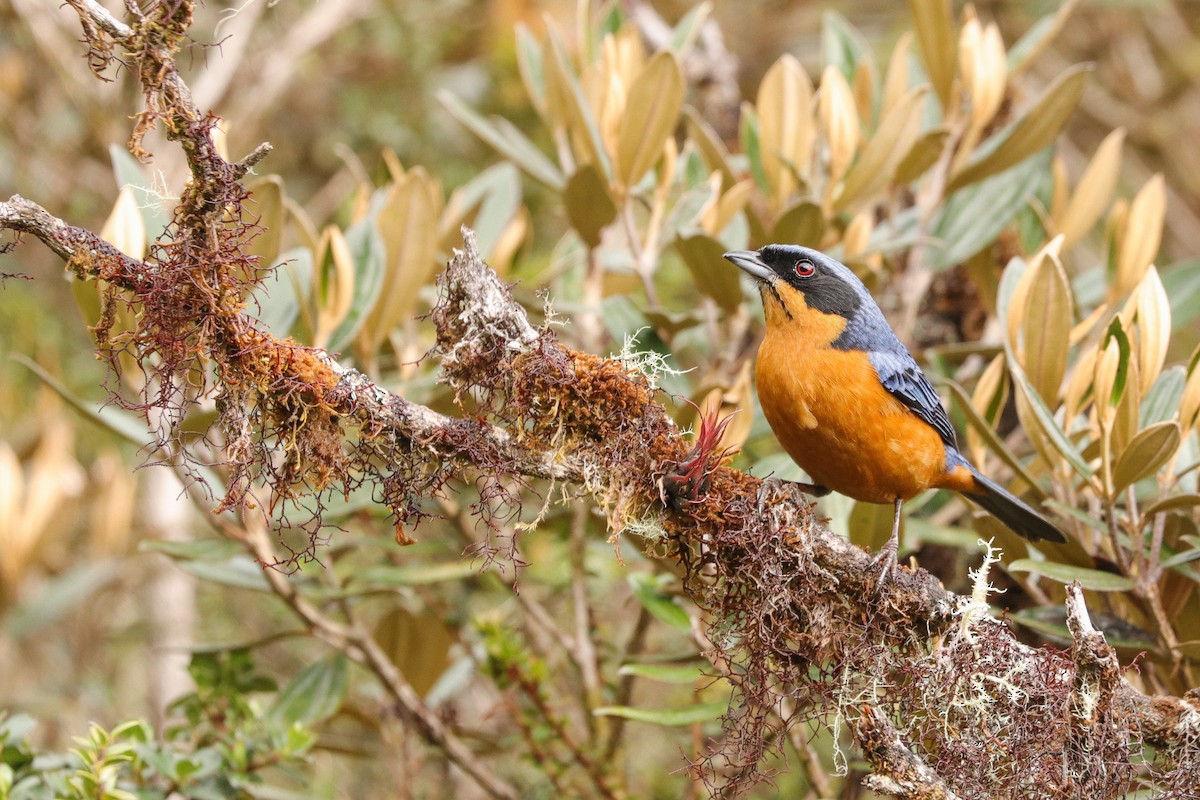 Chestnut-bellied Mountain Tanager - ML622298070