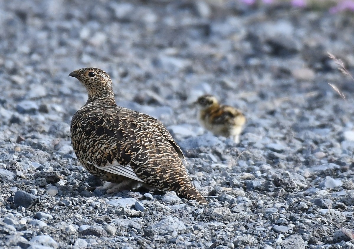 Rock Ptarmigan - ML622298177