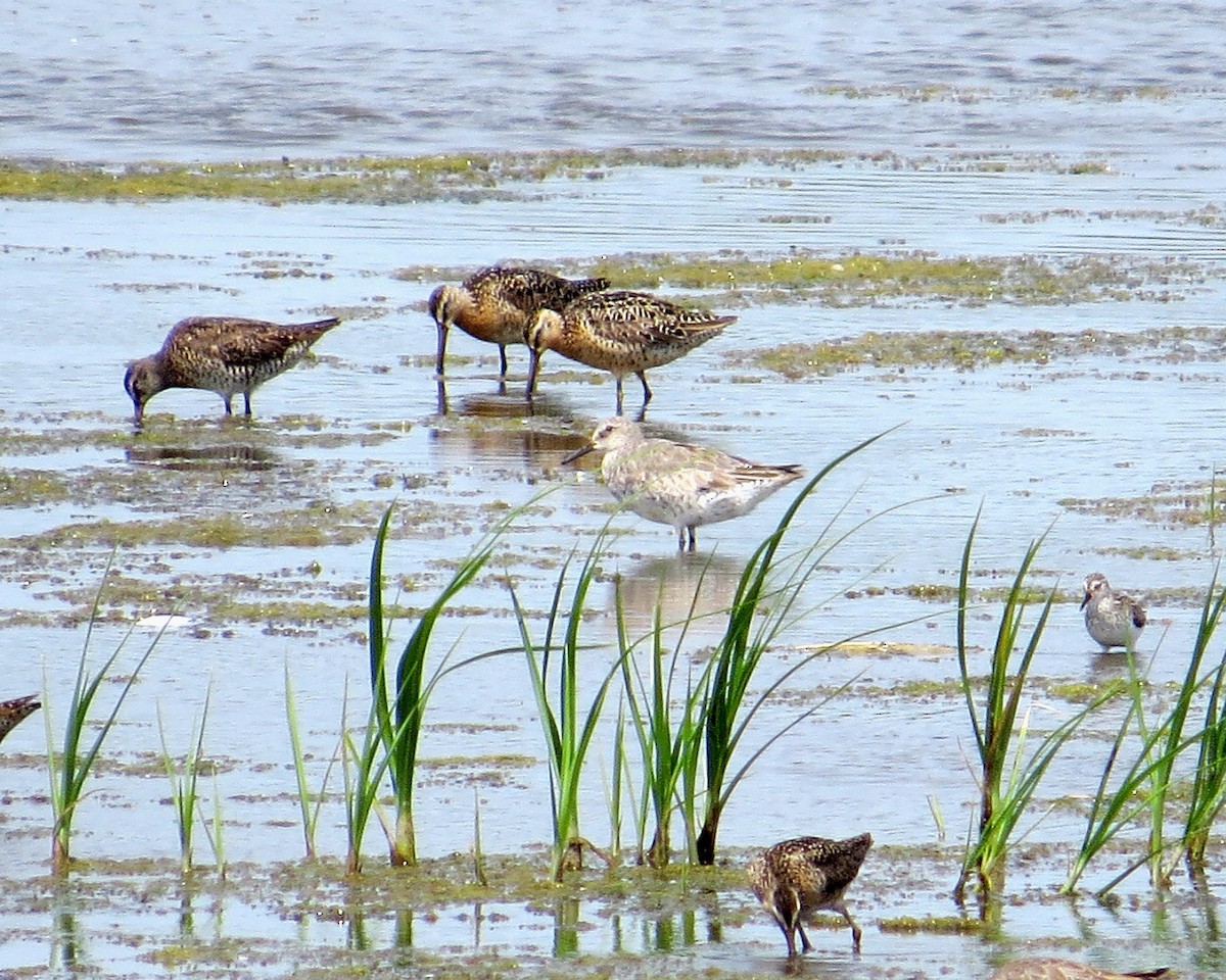 Red Knot - Sharon Lynn