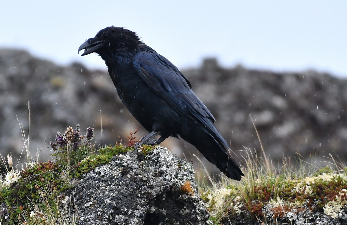 Common Raven - ML622298210