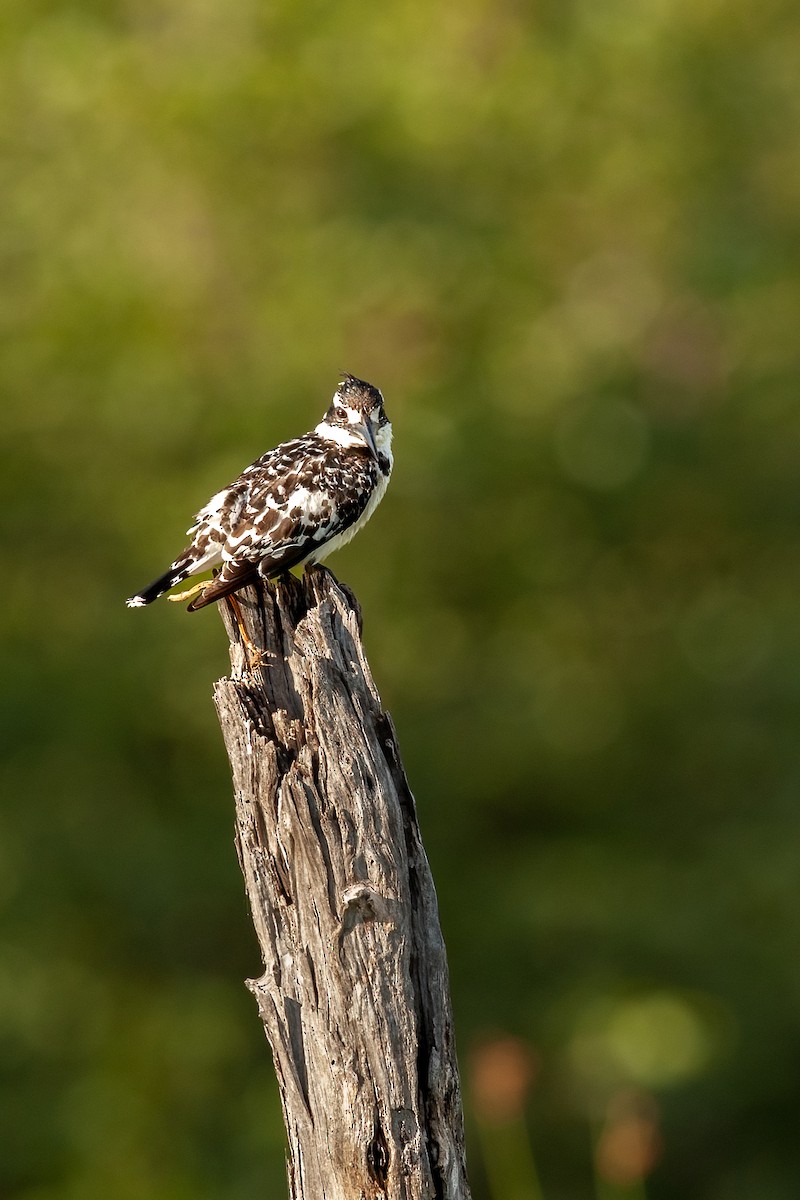 Pied Kingfisher - ML622298250