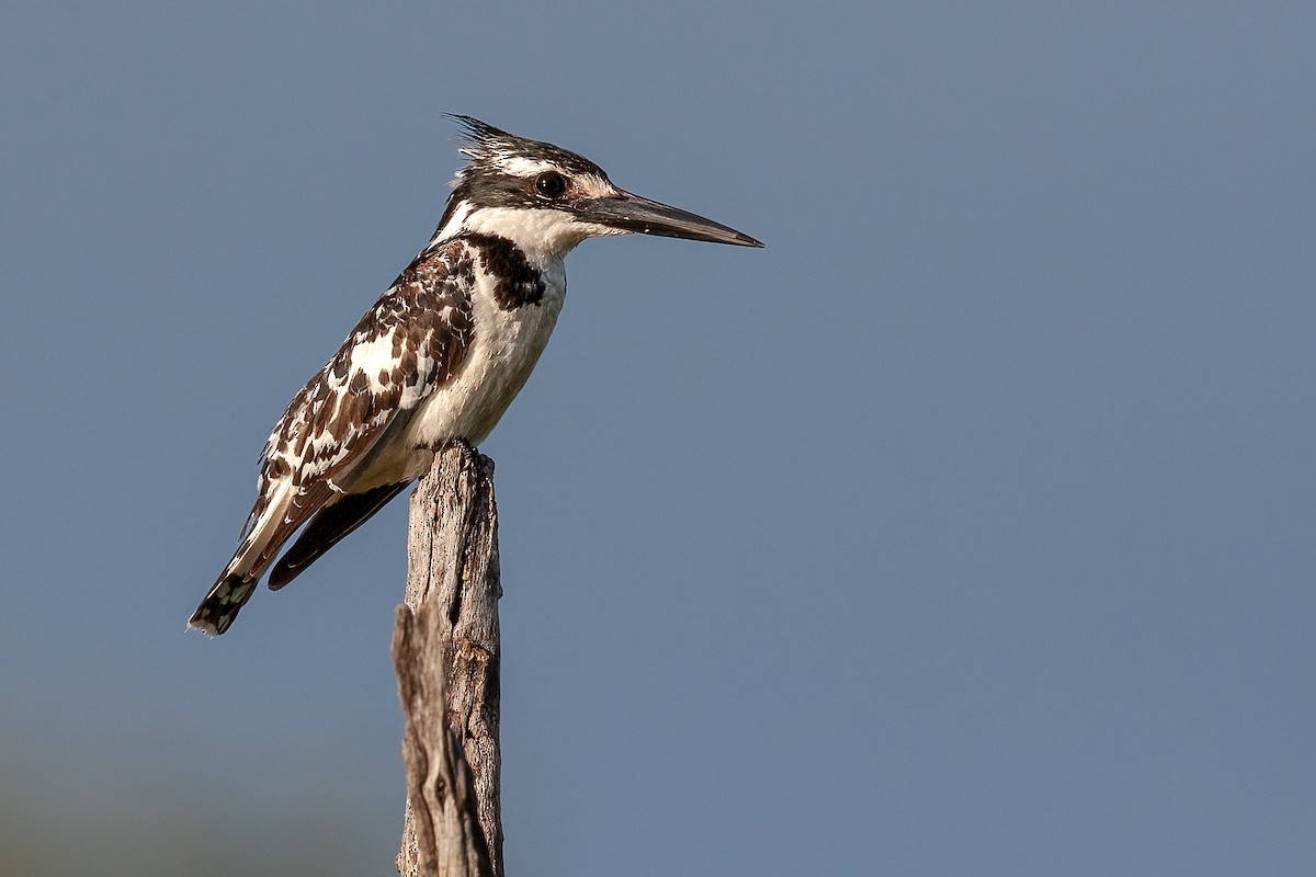 Pied Kingfisher - ML622298251