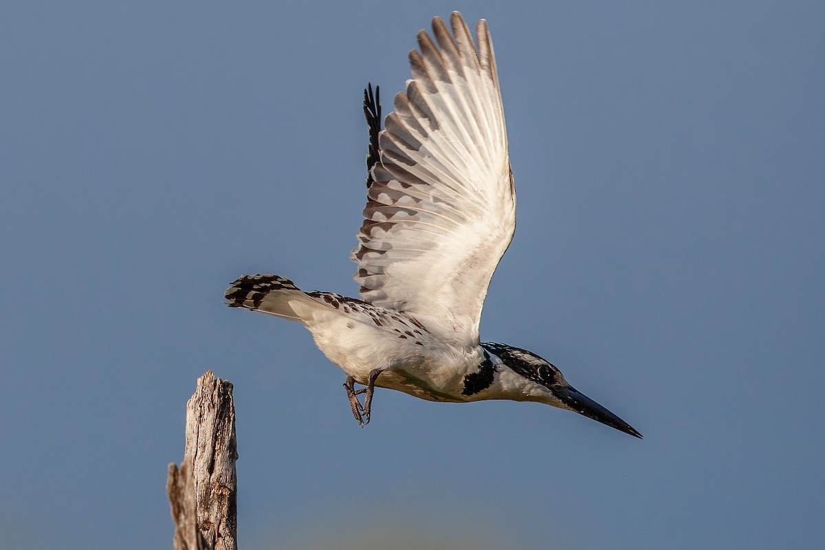 Pied Kingfisher - ML622298252