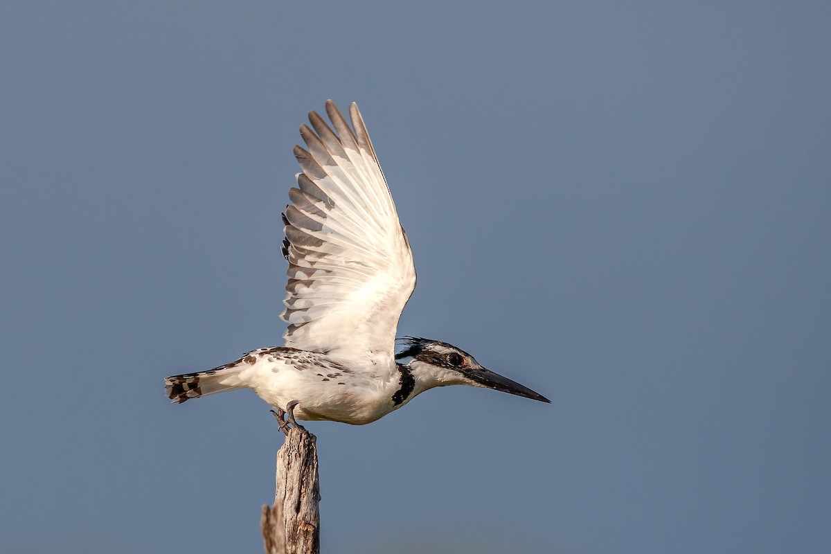 Pied Kingfisher - ML622298253