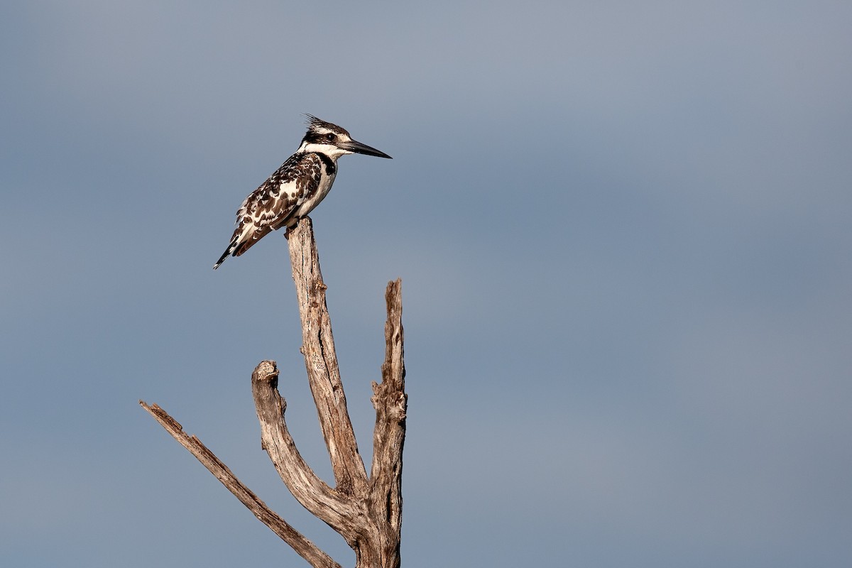 Pied Kingfisher - ML622298254