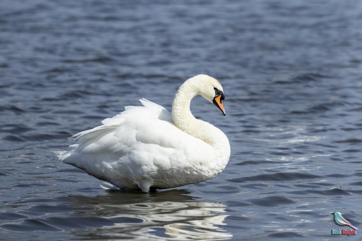 Cygne tuberculé - ML622298258