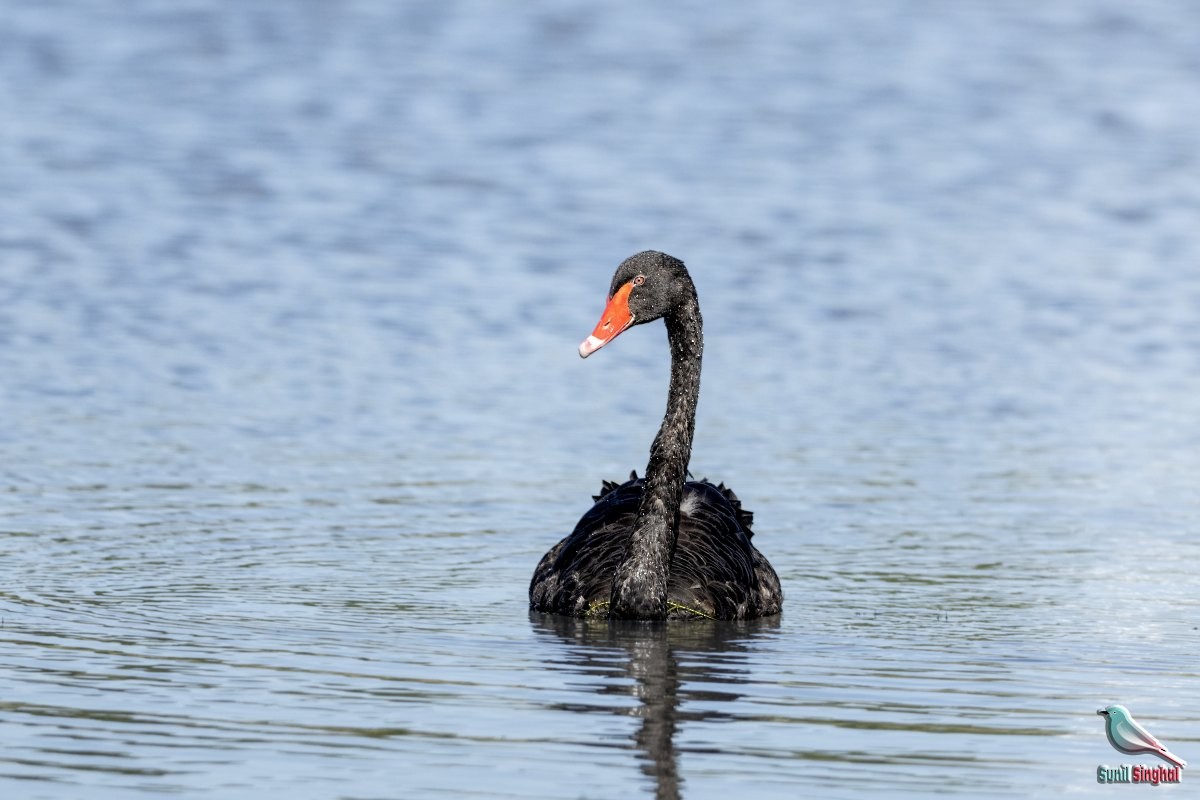 Black Swan - ML622298265